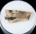 Tyrannosaurid Tooth Fragment - Montana #15221-1